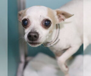Chihuahua Dogs for adoption in San Antonio, TX, USA