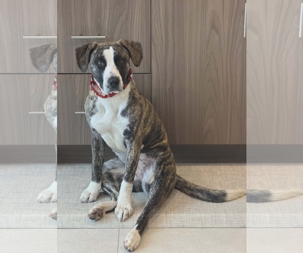 Medium Photo #4 Boxer-Staffordshire Bull Terrier Mix Puppy For Sale in Westwood, NJ, USA