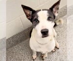 Small Catahoula Leopard Dog Mix