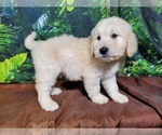 Small #7 Goldendoodle-Poodle (Standard) Mix