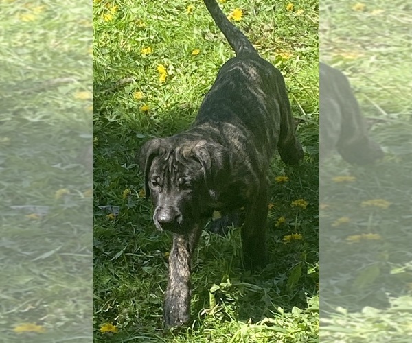 Medium Photo #1 Presa Canario Puppy For Sale in ANSON, ME, USA