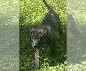 Presa Canario Puppy for sale in ANSON, ME, USA
