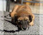 Small Greyhound-Saluki Mix