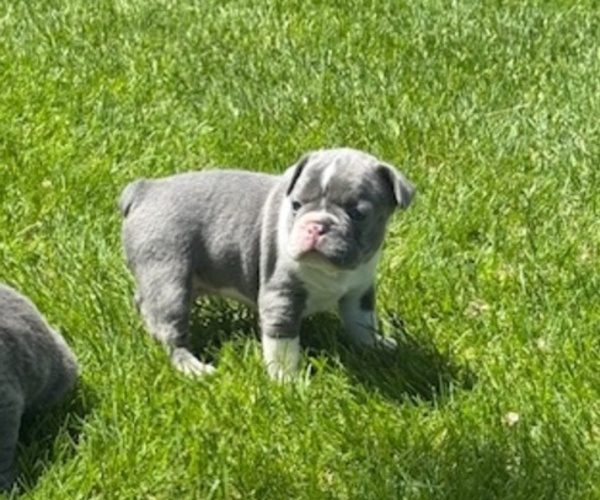Medium Photo #9 French Bulldog Puppy For Sale in HELENA, MT, USA