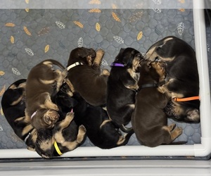 Bloodhound Litter for sale in CHICOPEE, MA, USA