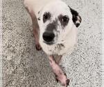 JACE - Male Labrador Retriever-Unknown Mix Dog for Adoption - Small photo