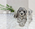 Small #1 Cavapoo (Miniature)