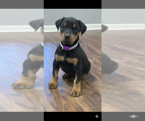 Medium Photo #22 Doberman Pinscher Puppy For Sale in BEGGS, OK, USA