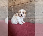 Small #6 Cavapoo (Miniature)