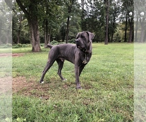 Father of the Cane Corso puppies born on 08/31/2020