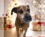 Small #6 Bullmastiff-German Shepherd Dog Mix
