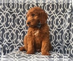 Small Photo #4 Goldendoodle Puppy For Sale in LAKELAND, FL, USA
