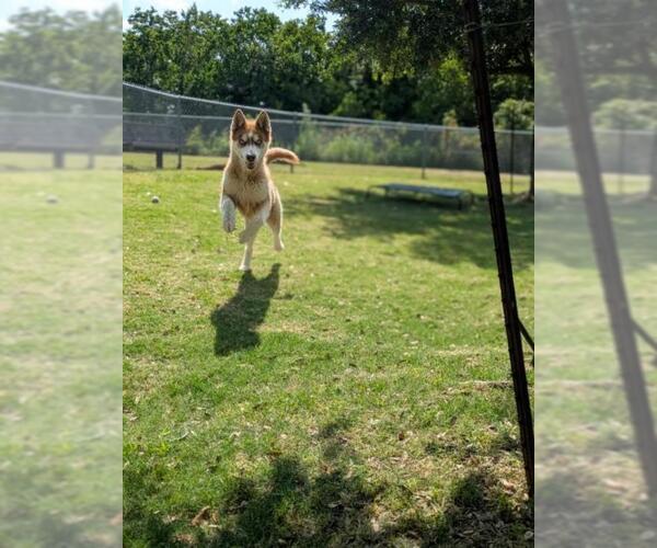 Medium Photo #2 - Mix Puppy For Sale in Texas City, TX, USA