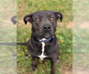 Labrador Retriever-Unknown Mix Dogs for adoption in Sacramento, CA, USA