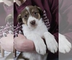 Small #2 Border Collie