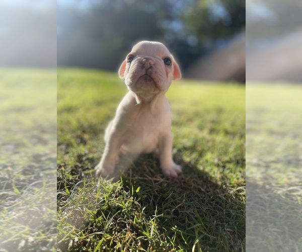 Medium Photo #30 French Bulldog Puppy For Sale in ARLETA, CA, USA