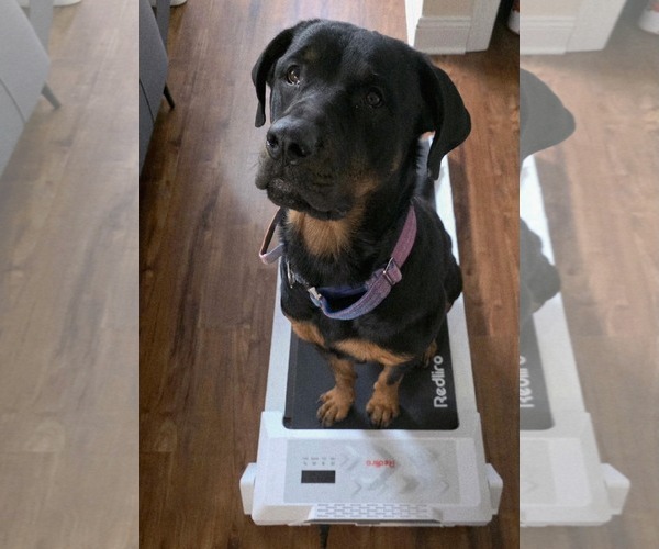 Medium Photo #13 Rottweiler-Unknown Mix Puppy For Sale in Westwood, NJ, USA