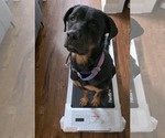Small #12 Rottweiler Mix