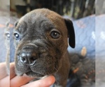 Small Photo #17 Cane Corso Puppy For Sale in HENRY, VA, USA