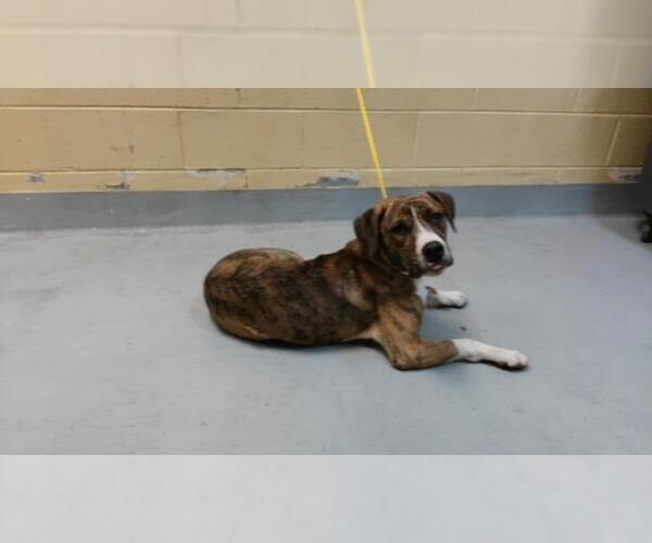 Medium Photo #1 Mutt Puppy For Sale in Tulsa, OK, USA
