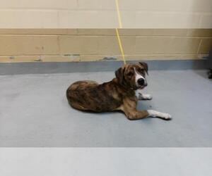 Mutt Dogs for adoption in Tulsa, OK, USA