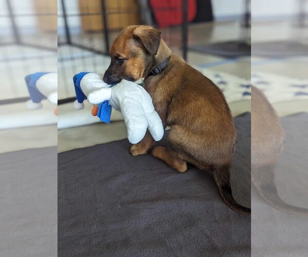 Medium Photo #3 Doberman Pinscher-Unknown Mix Puppy For Sale in Imlay City, MI, USA