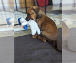 Small #2 Doberman Pinscher Mix