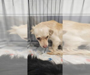 Cali #1363 - Female Colonial Cocker Spaniel-Dachshund Mix Dog for Adoption - Photo #4