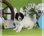 Small Photo #10 Poodle (Standard) Puppy For Sale in CHANUTE, KS, USA