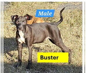 Pug-Whippet Mix Dogs for adoption in Sheboygan, WI, USA