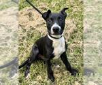 Small #1 American Staffordshire Terrier
