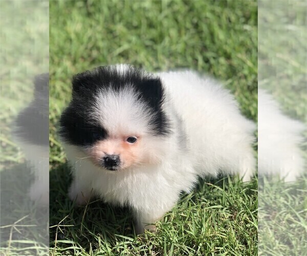 Medium Photo #14 Pomeranian Puppy For Sale in PALM BEACH, FL, USA