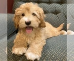 Small Photo #6 Cavapoo Puppy For Sale in HILLSBORO, WI, USA