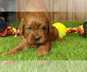 Cavapoo Puppy for sale in HALF WAY, MO, USA