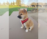 Small Photo #11 Shiba Inu Puppy For Sale in SAN JOSE, CA, USA