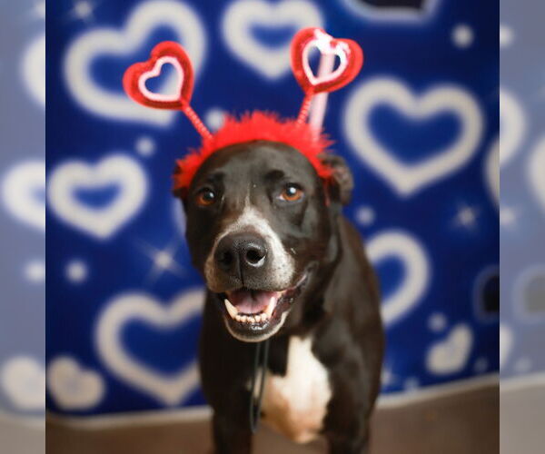 Medium Photo #3 Mutt Puppy For Sale in Rockaway, NJ, USA