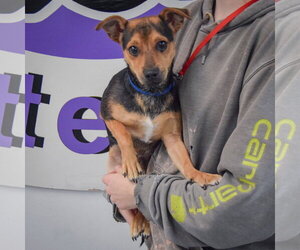 Fenton - Male Chipin Dog for Adoption - Photo #3