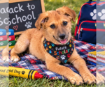 Small Photo #3 - Mix Puppy For Sale in Yardley, PA, USA