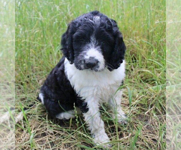 Medium Photo #1 Poodle (Standard)-Springerdoodle Mix Puppy For Sale in ITASCA, TX, USA