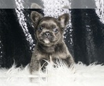 Puppy Gemini AKC French Bulldog