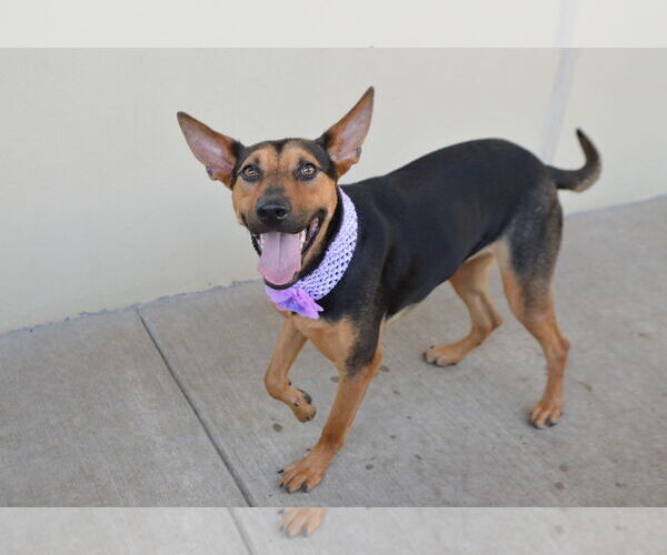 Medium Photo #2 German Shepherd Dog-Unknown Mix Puppy For Sale in McKinney, TX, USA