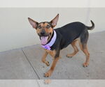 Small #1 German Shepherd Dog Mix