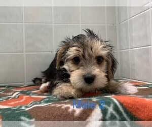 Maltese-Morkie Mix Puppy for sale in CLARE, IL, USA