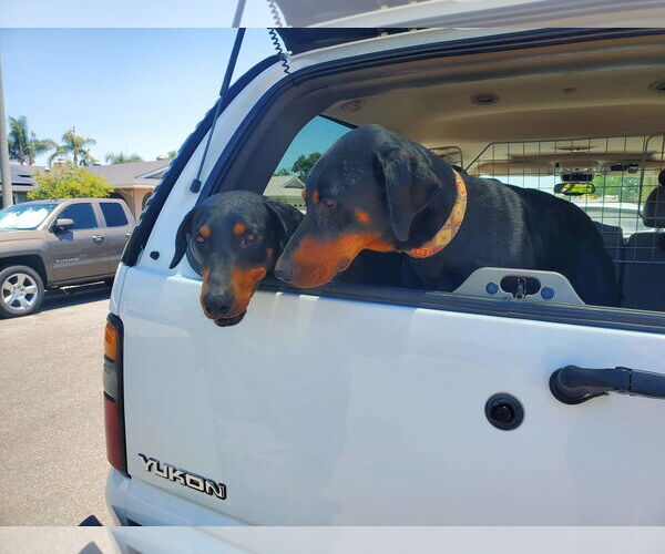 Medium Photo #9 Doberman Pinscher Puppy For Sale in Escondido, CA, USA
