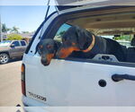 Small #8 Doberman Pinscher