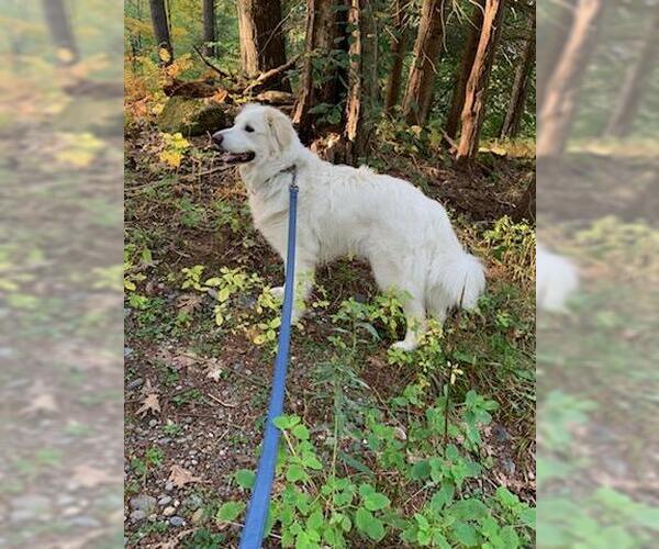 Medium Photo #4 Great Pyrenees-Unknown Mix Puppy For Sale in Croydon, NH, USA