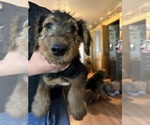 Small Photo #7 Airedale Terrier Puppy For Sale in FLAGSTAFF, AZ, USA
