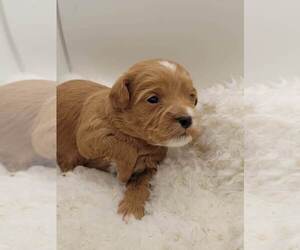 YorkiePoo Puppy for Sale in ROCK HILL, South Carolina USA