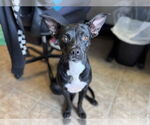 Small Labrador Retriever Mix