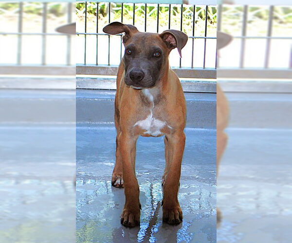 Medium Photo #23 Mutt Puppy For Sale in Sebec, ME, USA